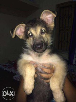 Double coated Pure Breed German shepherd pups for sell