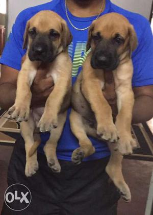 Fawn Great Dane dog Puppies available