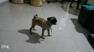 Fawn Pug In Gandhinagar