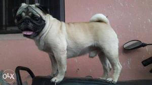 Fawn Pug Puppies available