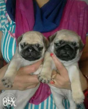 Fawn Pug top quality puppy for sell...