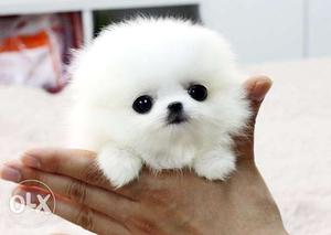 [Female White Pomeranian Teacup] Puppies avable pure breed