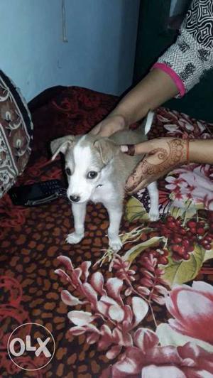 Female cross breed puppy for free