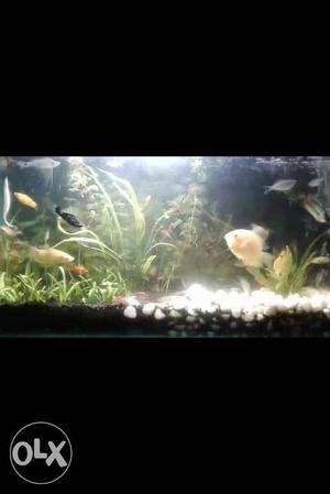 Fish tank fully planted with 40 different exotic