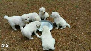 Five White Medium Coated Puppies