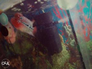 Flowerhorn fry for sale only 1 and half inch 100%