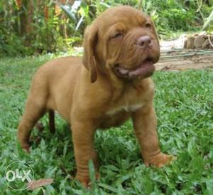 French Mastiff for sale. Imported blood line.