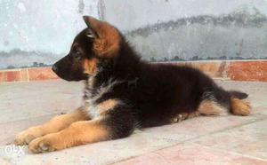 German Cute+ Shepherd Cute+ black and brown dark color B