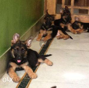 German Pups* male papi Pups* or fimale papi for sell B