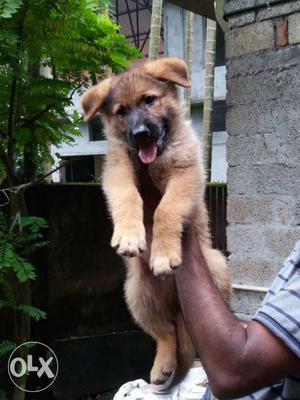 German Shepard male puppy for sale