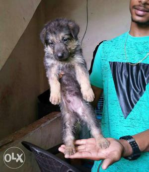 German Shepherd Pup Sale At Punjab Pet's Junction In Agra