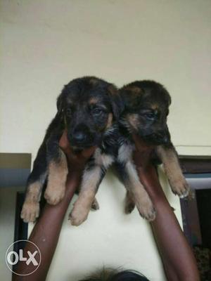 German Shepherd Puppies for sell...