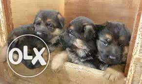 German Shepherd female pups healthy active pups