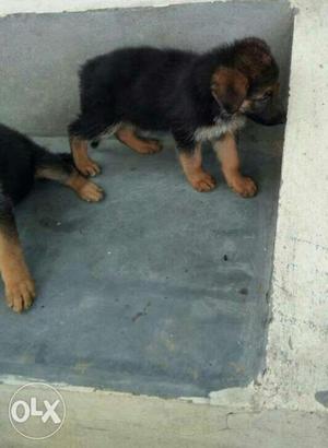 German Shepherd shortcott Puppies