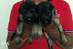 German shepherd male female puppy available show