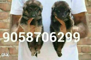German shepherd male puppy available in pure qualityand