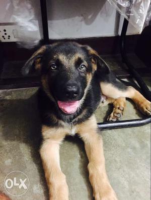 German shepherd medium coat dog Age -60days