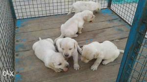 Golden 5 labre male sale no exchange only sale in