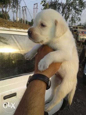 Golden Labrador male puppy of top quality and