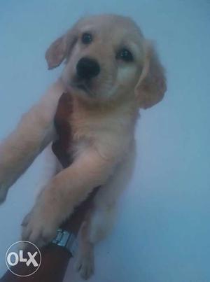 Golden Retriever femal puppy available only