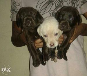 Good Quality Labrador puppy 4 sale 4 male 