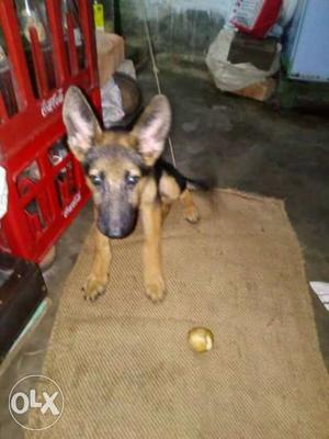 Good quality GSD 3 month old 1st vacin complete