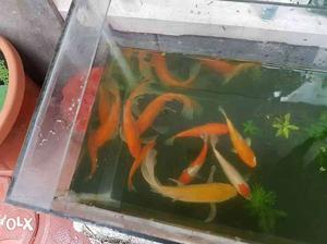 Good quality aquarium fish avaliable for sale