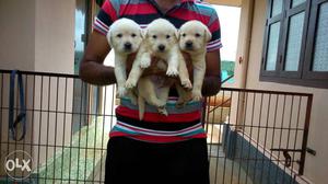 Good quality kci registred labrador pappies sale.