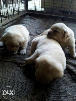 Good quality lab puppy available
