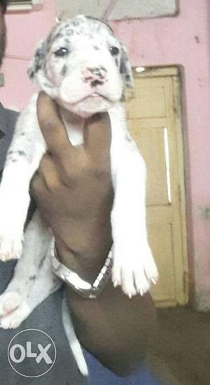 Great dane puppies available Hi friends we having