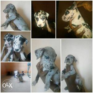Great dane puppies r available Black, Harlequin,merlequin