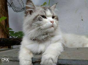 Grey And White Ragdoll Cat