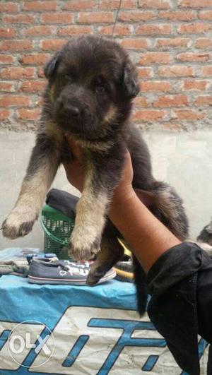 Gsd male female smooth cort male n female puppy avilable