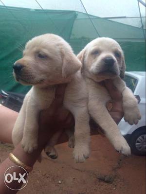 Gud quality lab puppies for sale