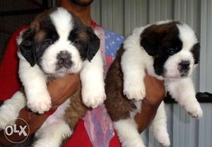 Havy size st Bernard male pups