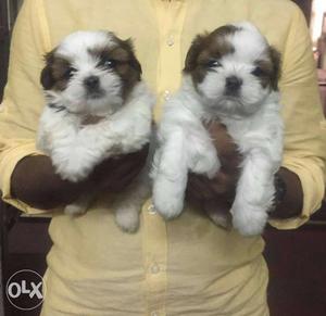 Healthy tricoloured vaccinated shihtzu pups