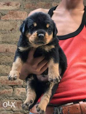 Heavy Bone structured Rottweiler Puppy available with Broad