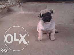 Heavy Size Full wrinkles PUG Male And Female Puppies