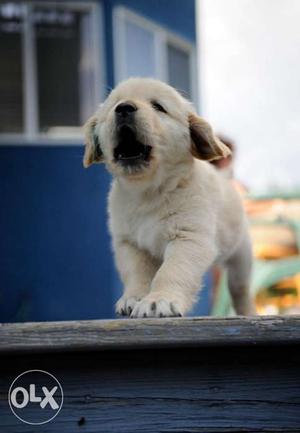 Heavy bone lab puppies avable pure breed import