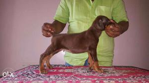 Heavy quality Doberman male in very low price