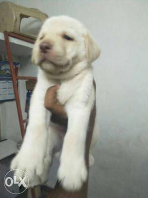 Heavy size lab female pups available original