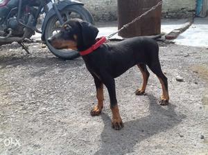 Helthy doberman female puppy for sale..