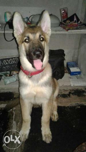 Husky and gsd closing bred 3 months 20 days