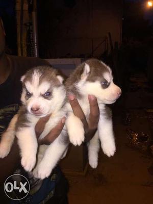 Husky puppies for sale blue eyes