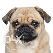 I. have Bani* sweet n Bani* cute Pug male puppy B
