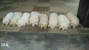 I want sell my LAB PUPPIES pure breed very healthy