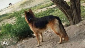 I want to sael my gsd female 1.5 years old dable