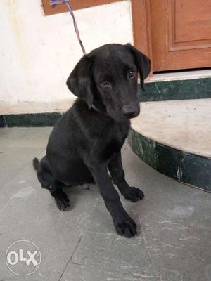 I want to sale my full black labrador 2.5 months