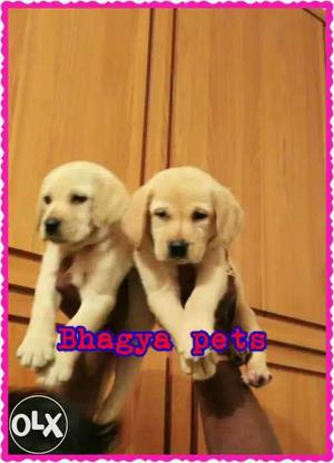 Import Labrador Retriever Puppies.