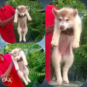 Import linage female pup Father direct Thailand